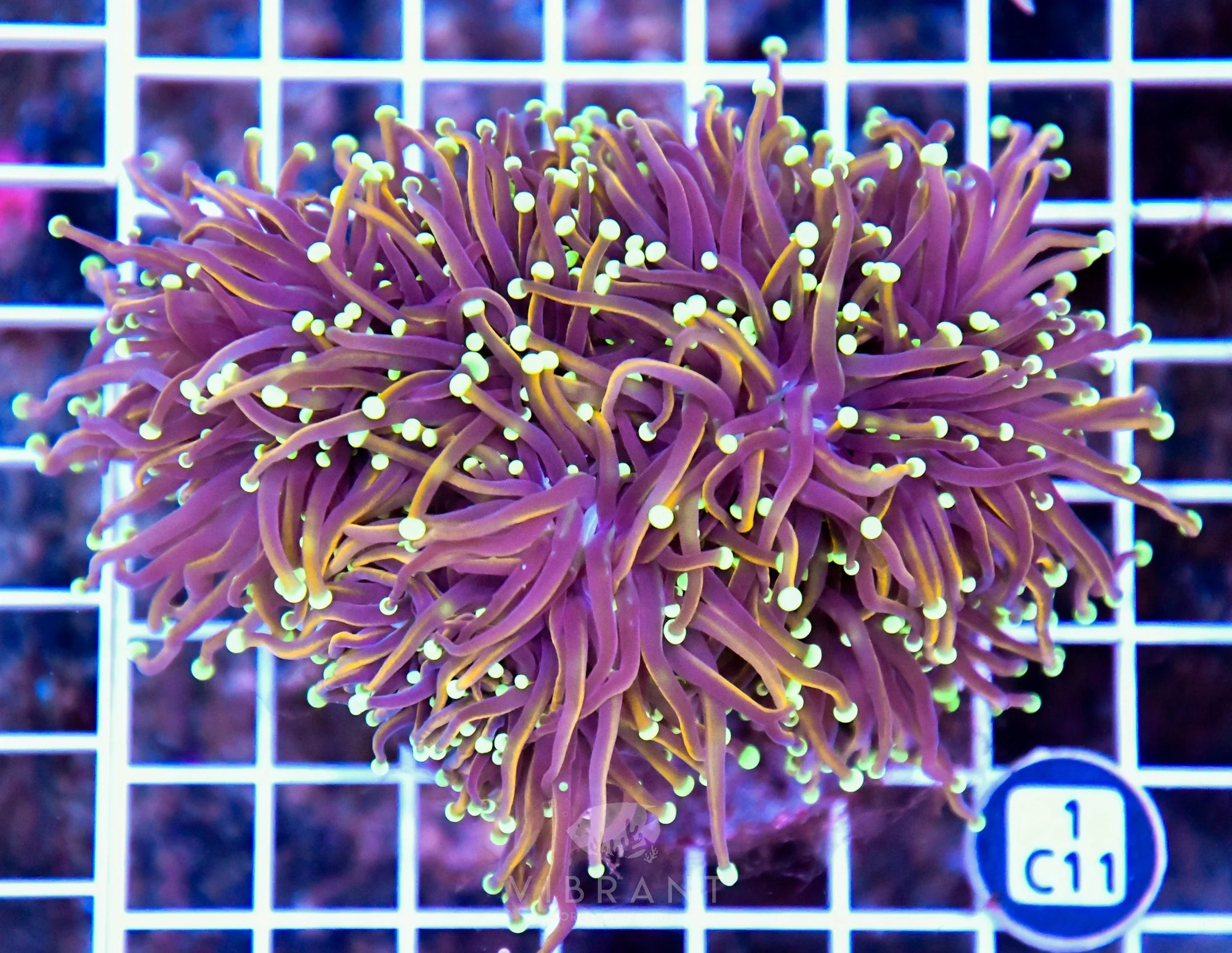 Torch INDO Colony