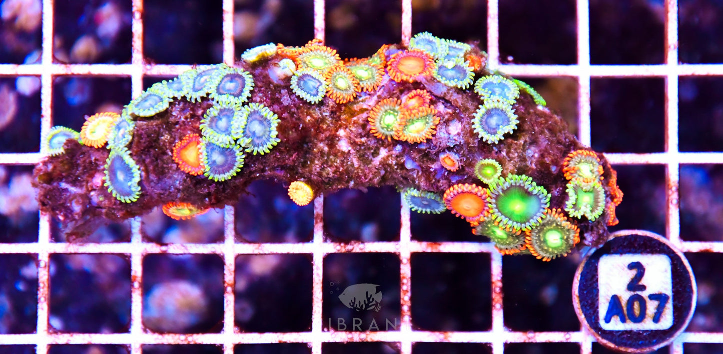 Zoa AUS