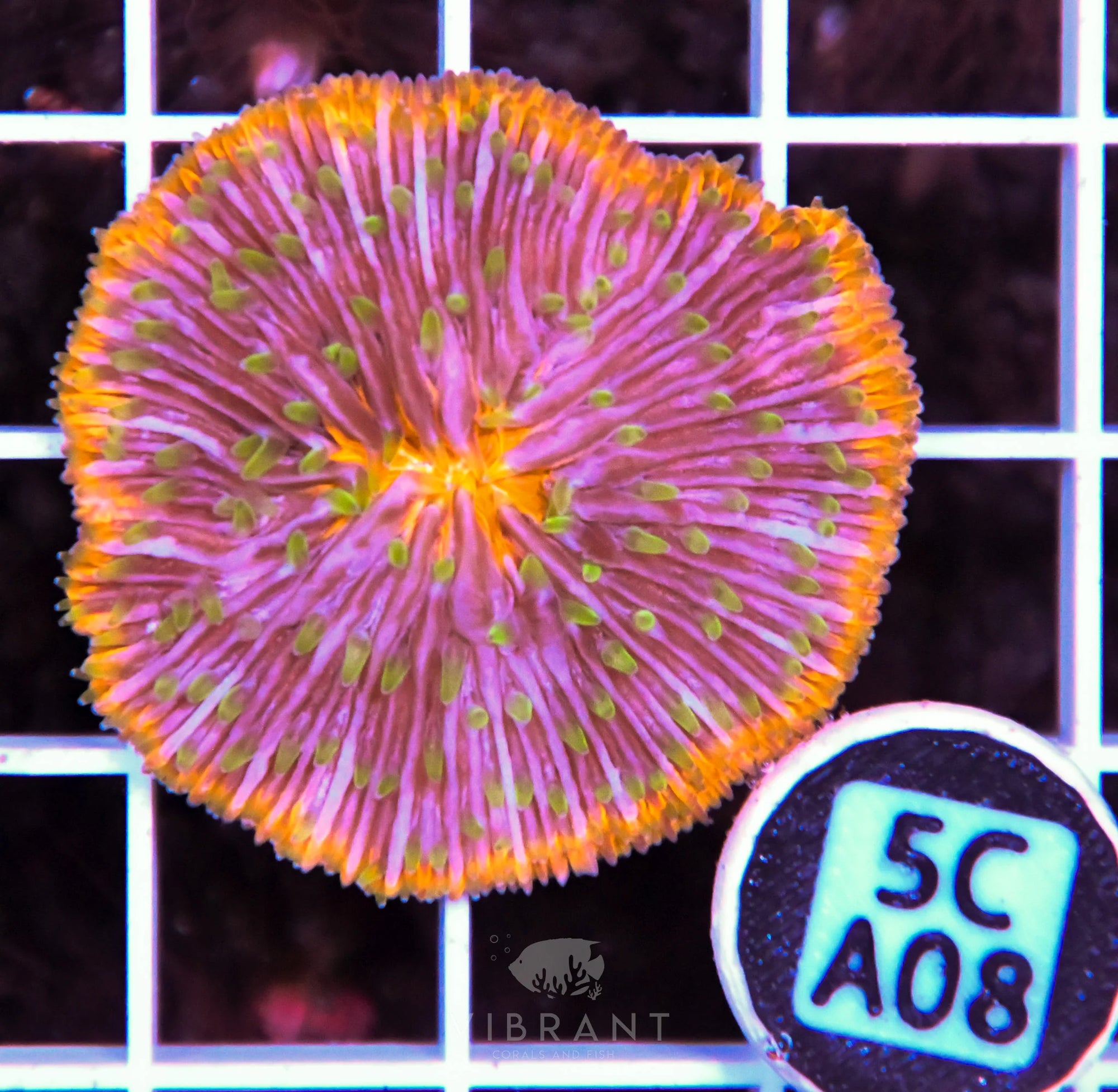 Fungia ORANGE AUS
