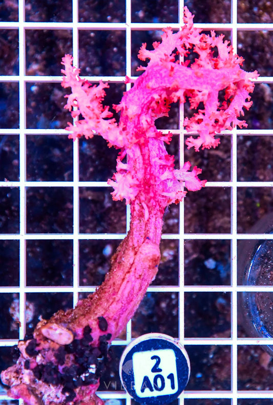 Carnation Coral INDO W