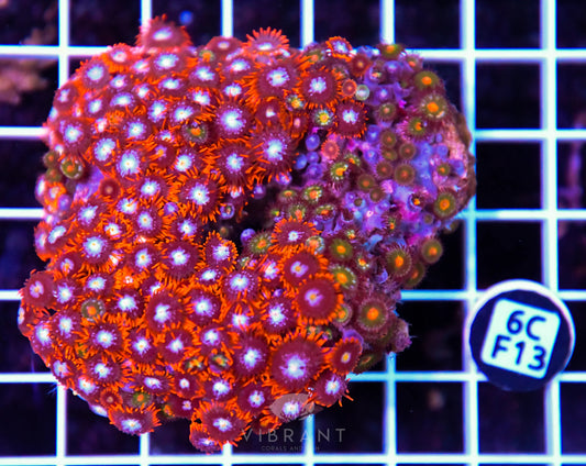 Zoa INDO W