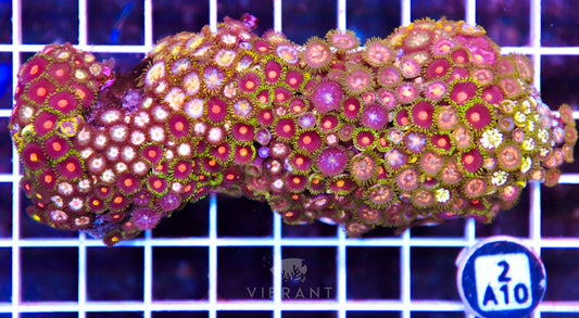 Zoa INDO W