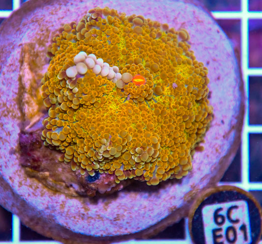 Mushroom INDO