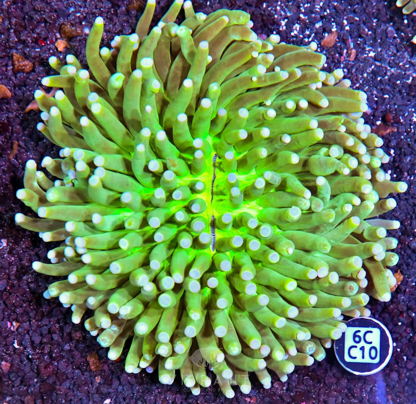 Heliofungia AUS