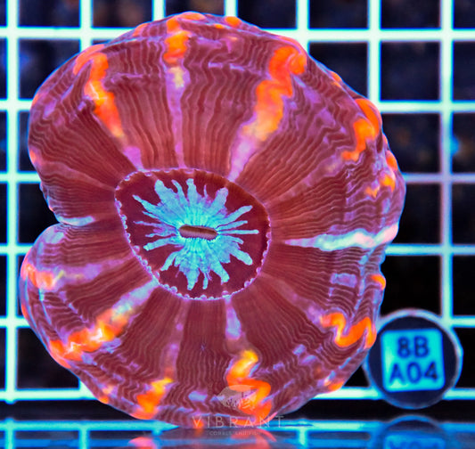 Indophyllia INDO W