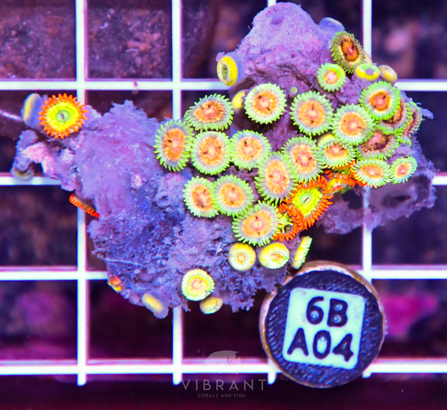 Zoa AUS