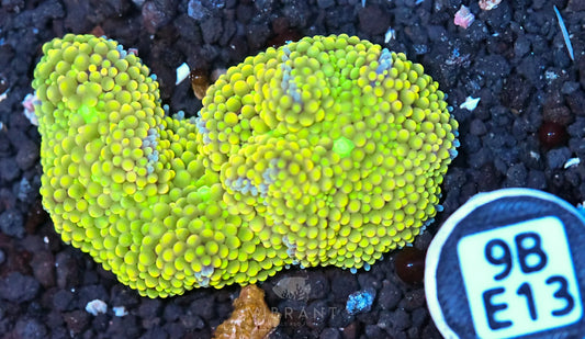 Ricordea Mushroom