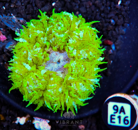 Rock Flower Anemone