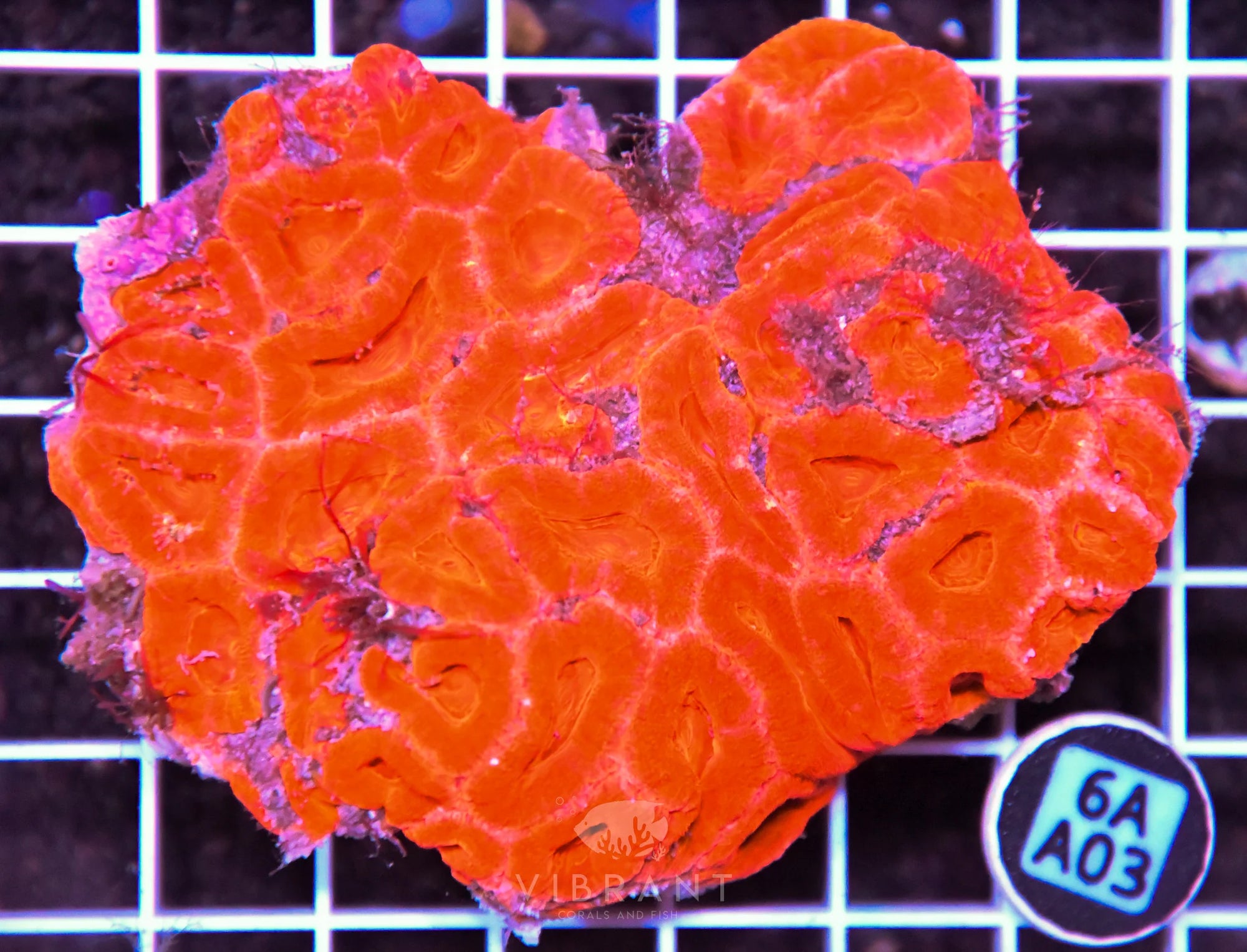 Acan Bower AUS
