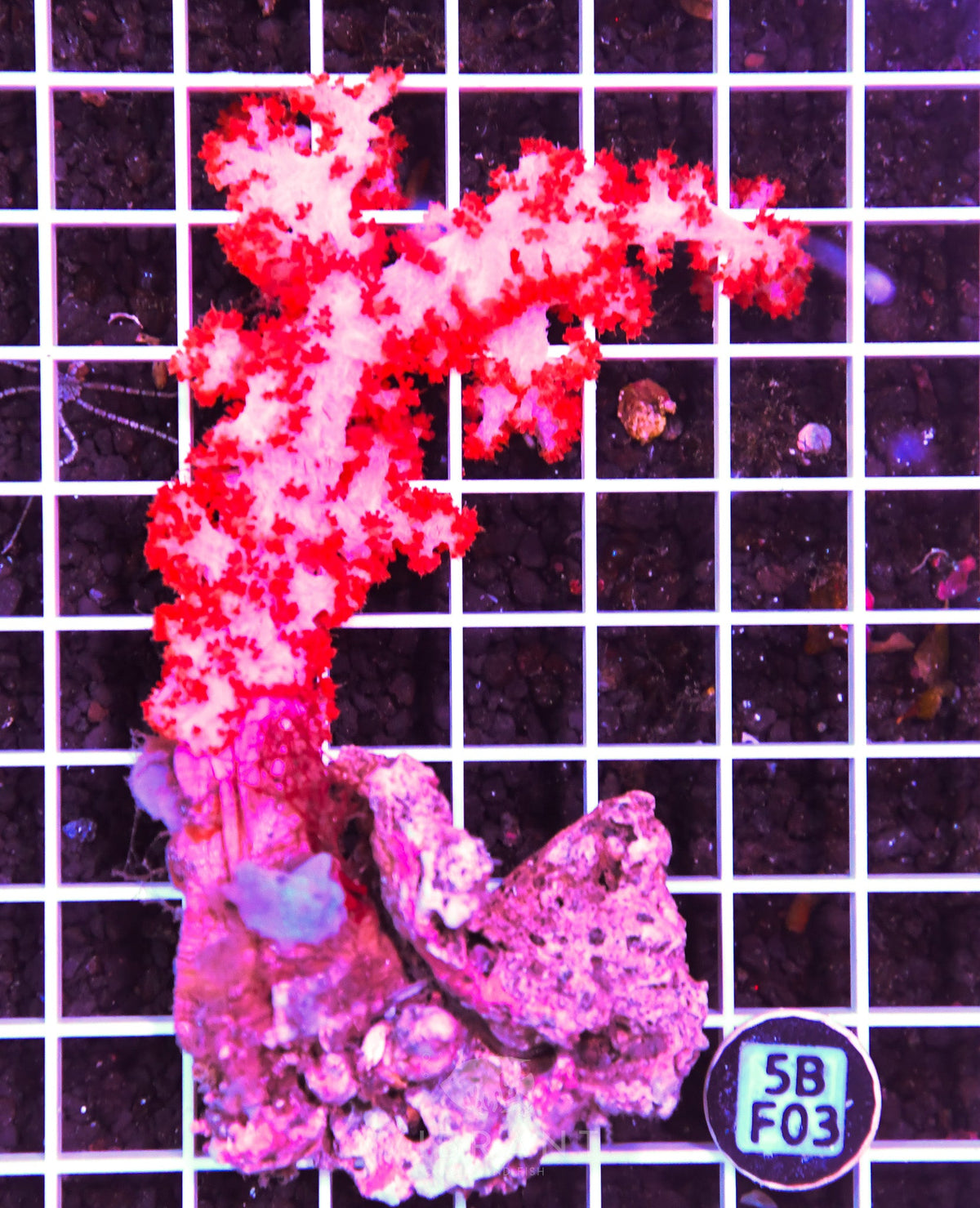 Carnation Coral INDO