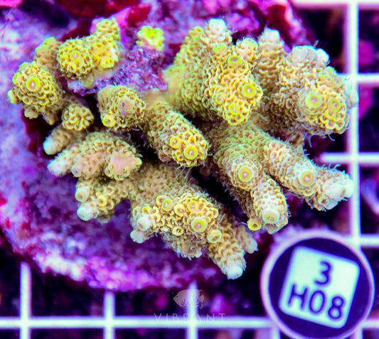 Acro INDO