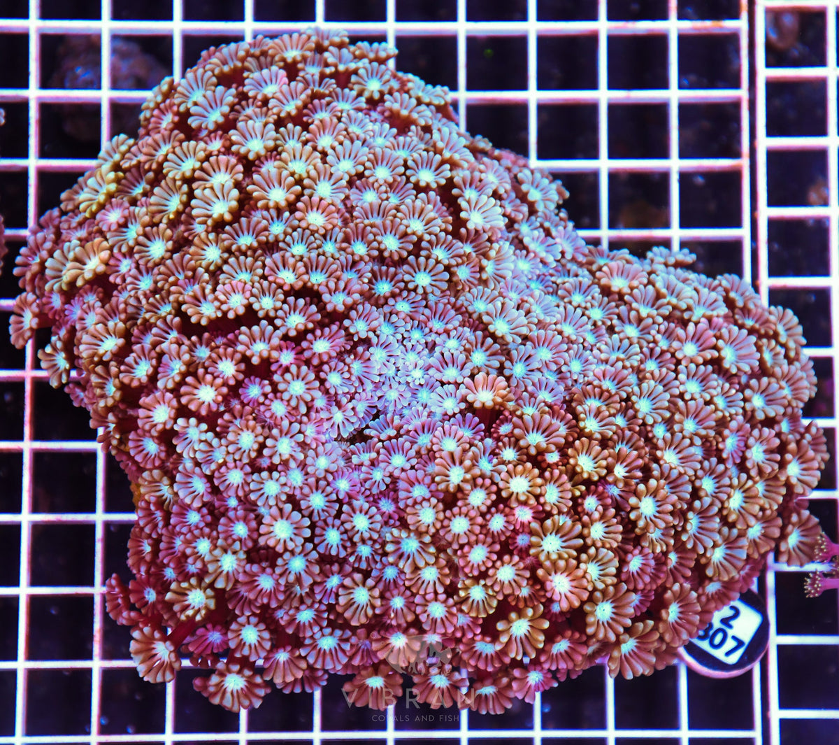 Alveopora AUS