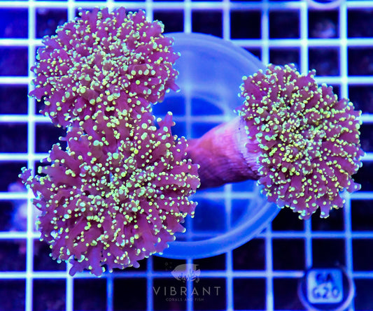 Octospawn INDO W
