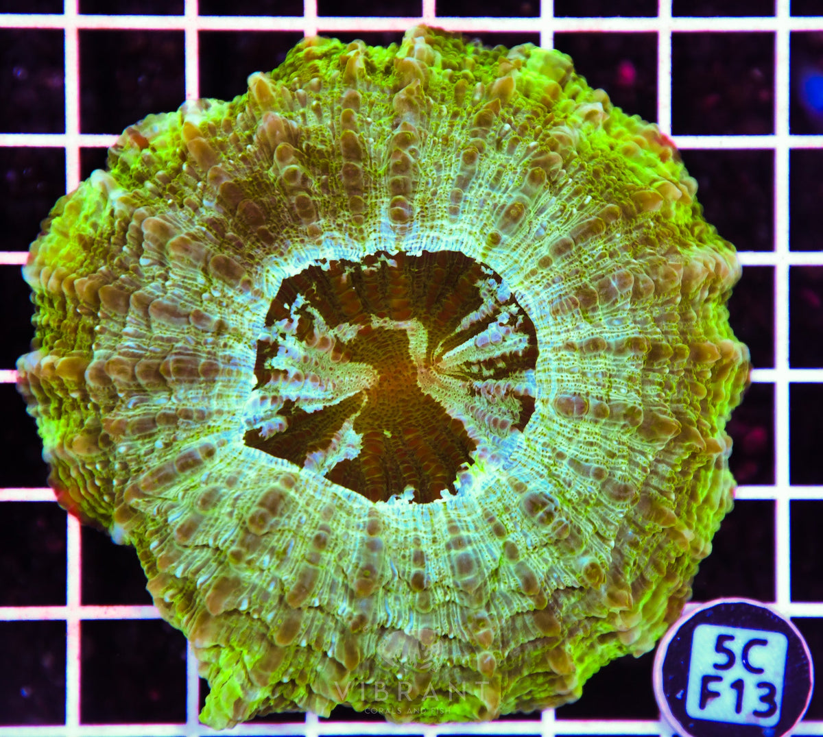 Acanthophyllia AUS