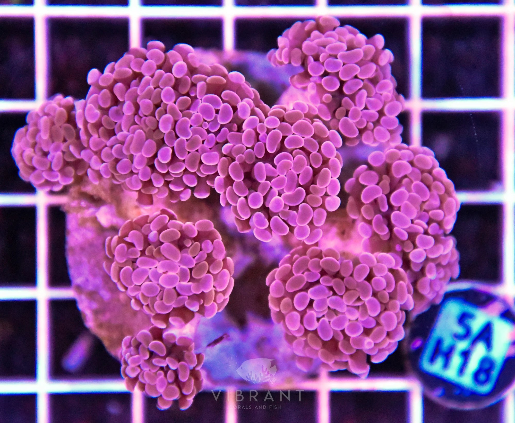 Hammer Branching INDO