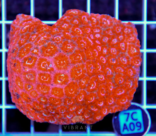 Micromussa INDO
