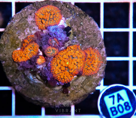 Mushroom INDO