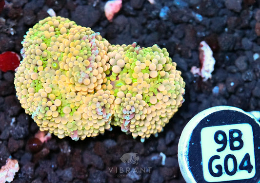 Ricordea Mushroom