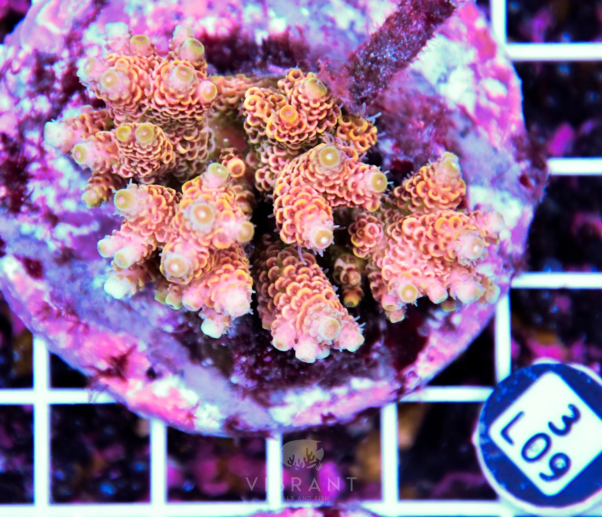 Acro INDO