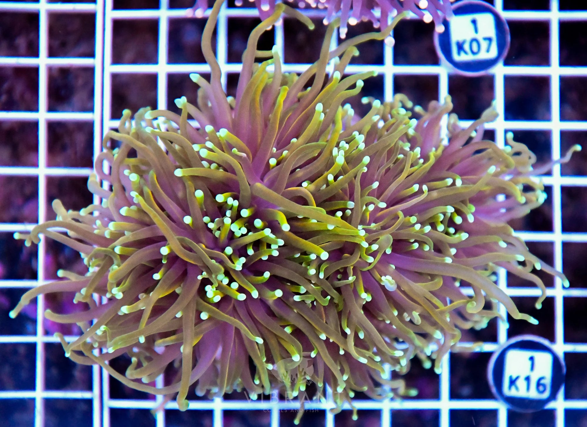 Torch INDO Colony