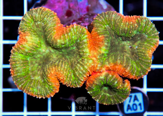 Symphyllia INDO