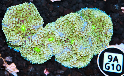 Ricordea Mushroom