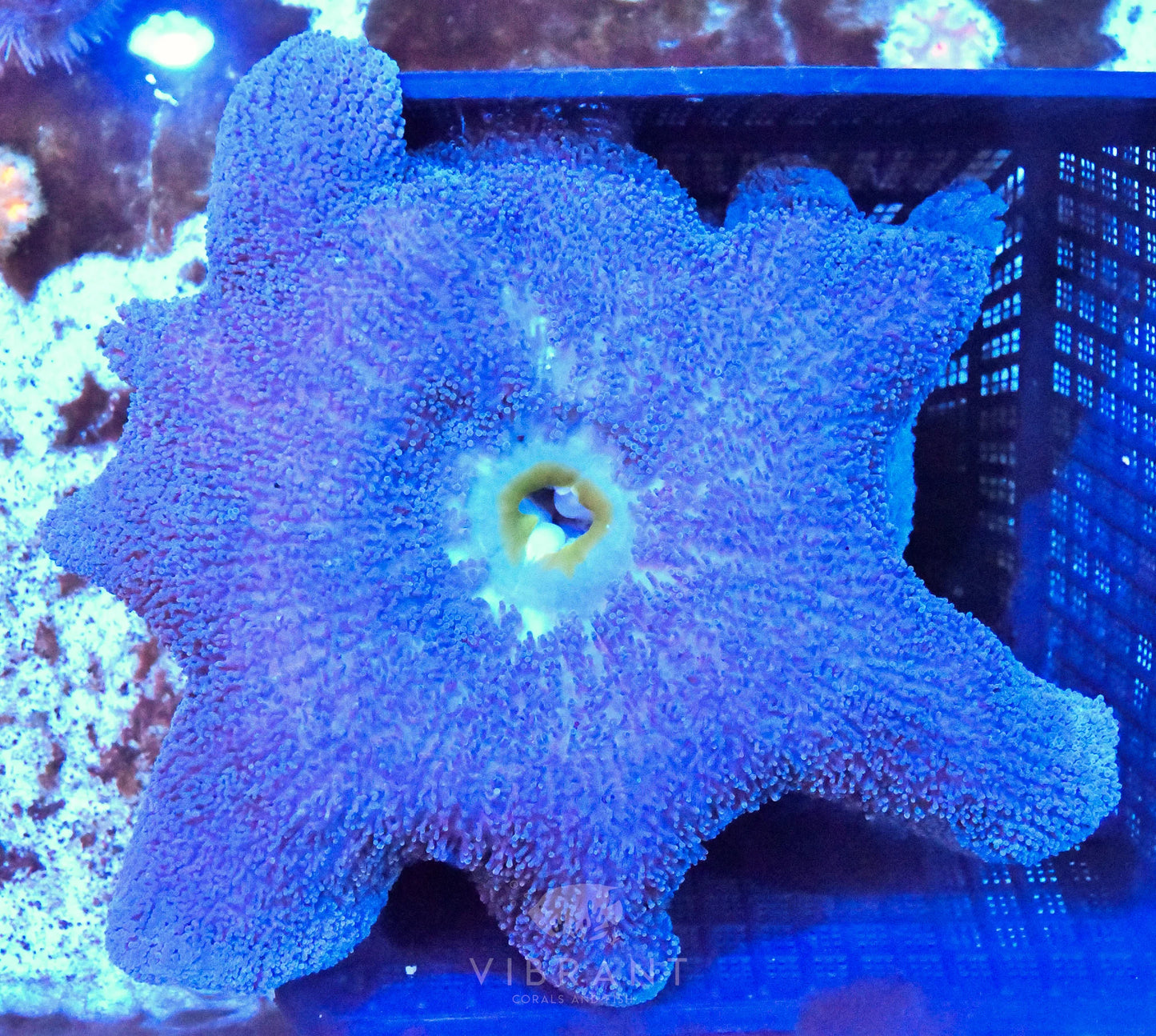 Carpet Anemone Blue XL
