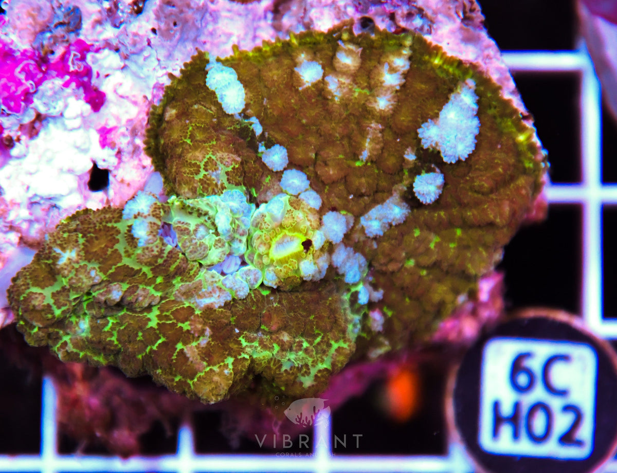 Mushroom INDO