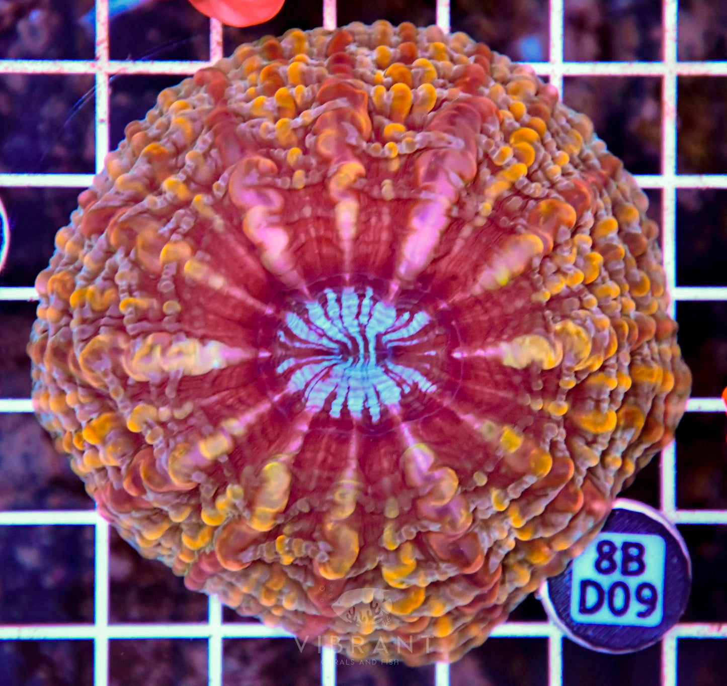 Indophyllia INDO W