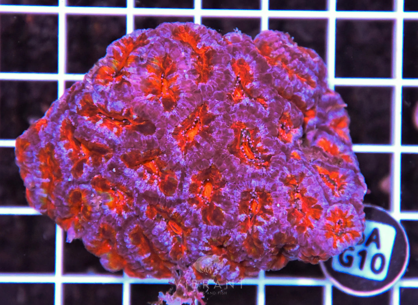 Acan Lord AUS