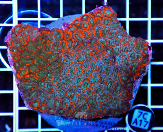 Micromussa INDO