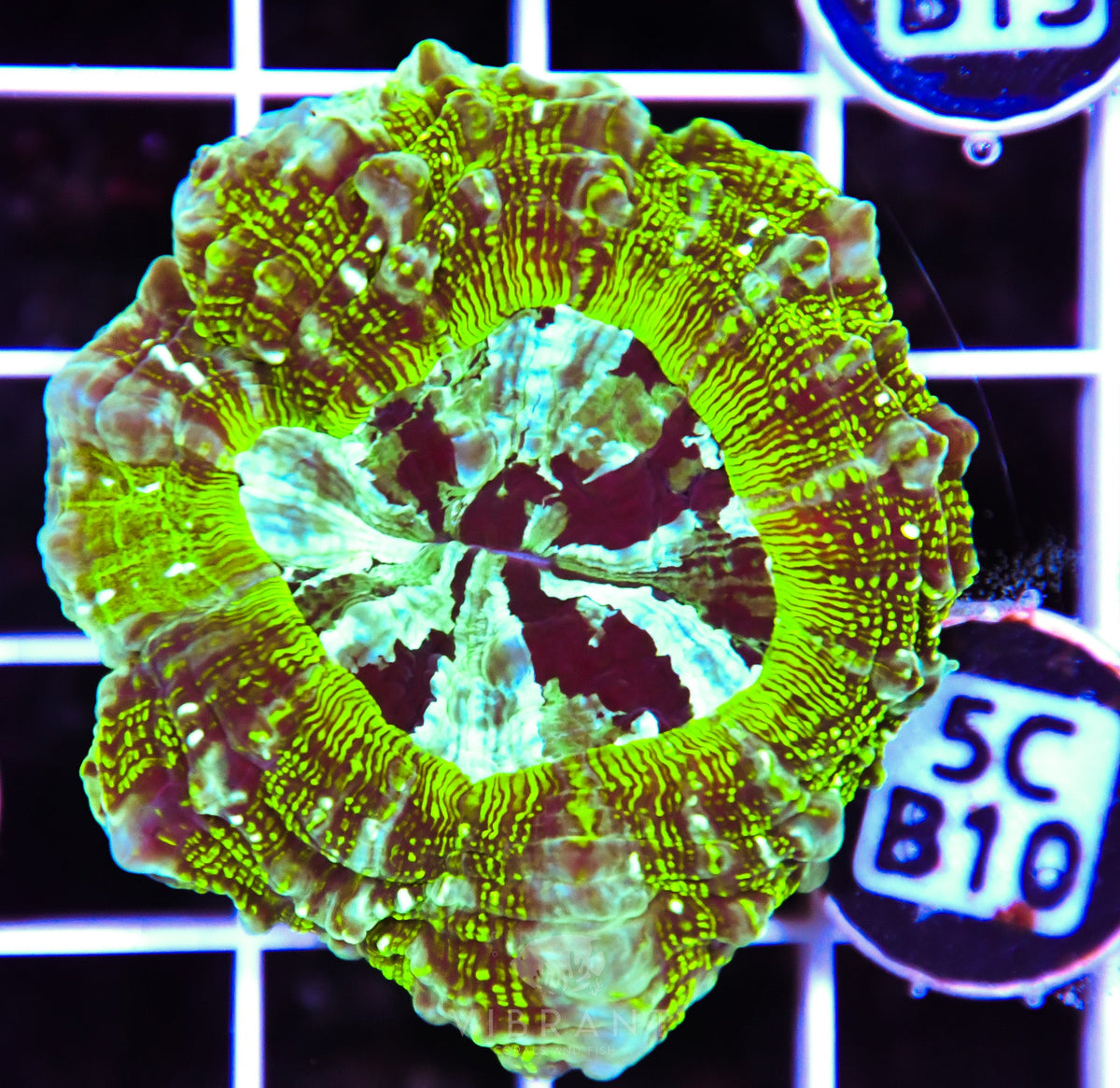 Acanthophyllia AUS