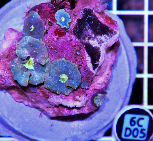 Mushroom INDO