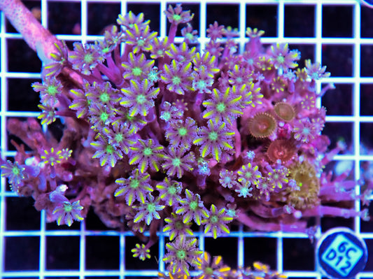 Clove Polyp INDO W