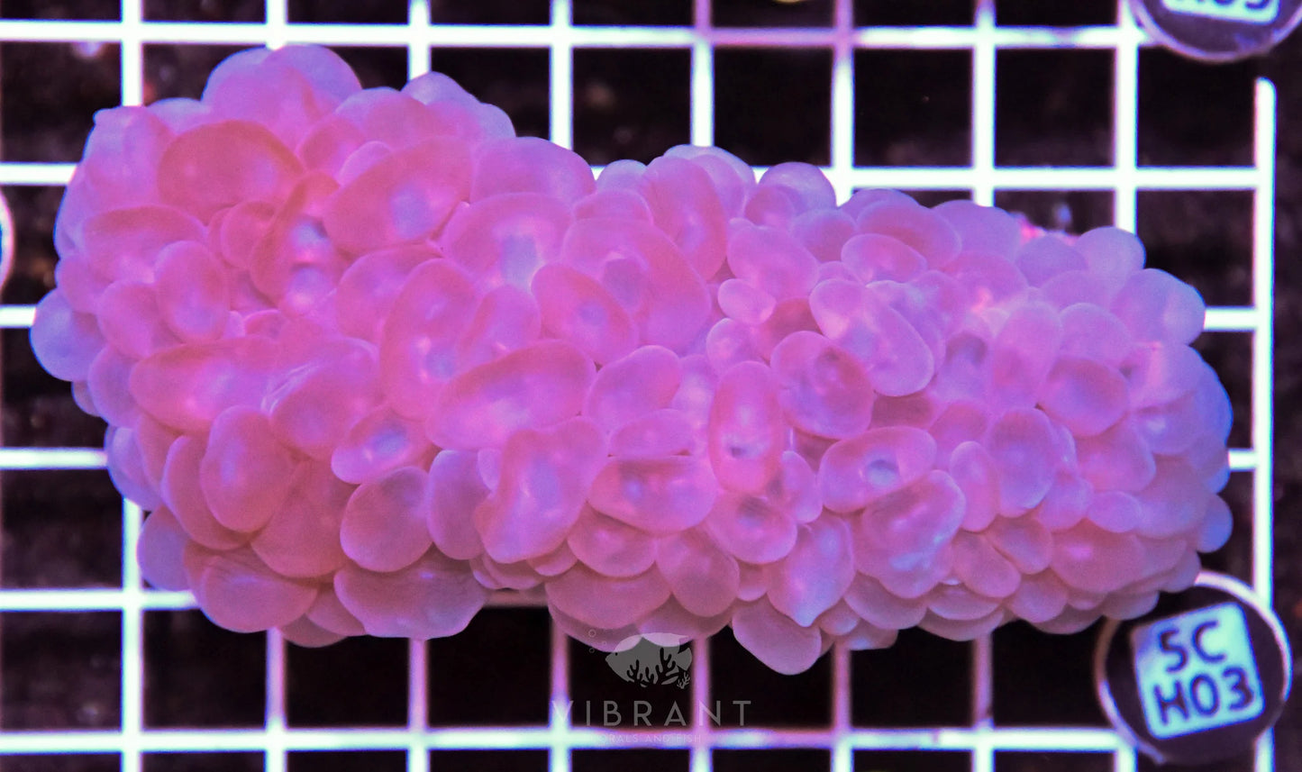 Bubble Coral AUS