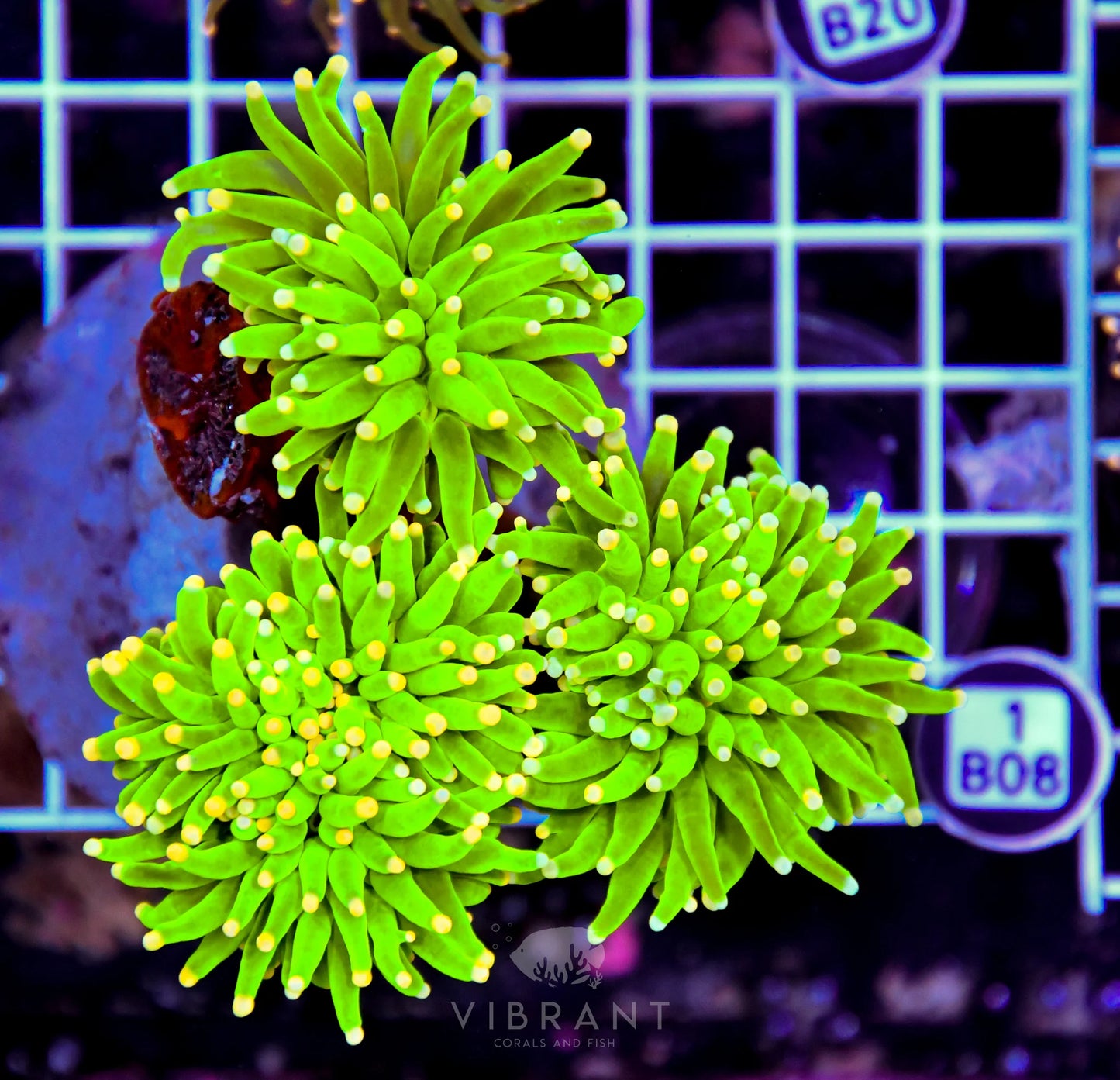 Torch INDO