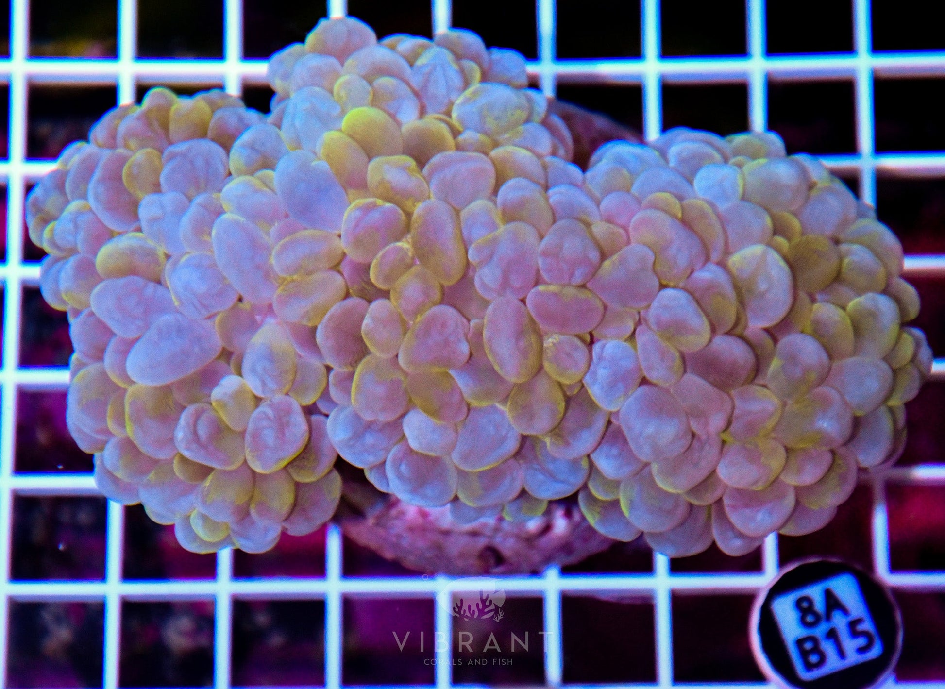 Bubble Coral INDO