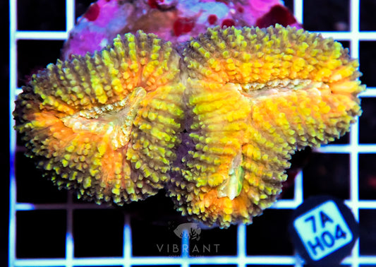 Symphyllia INDO