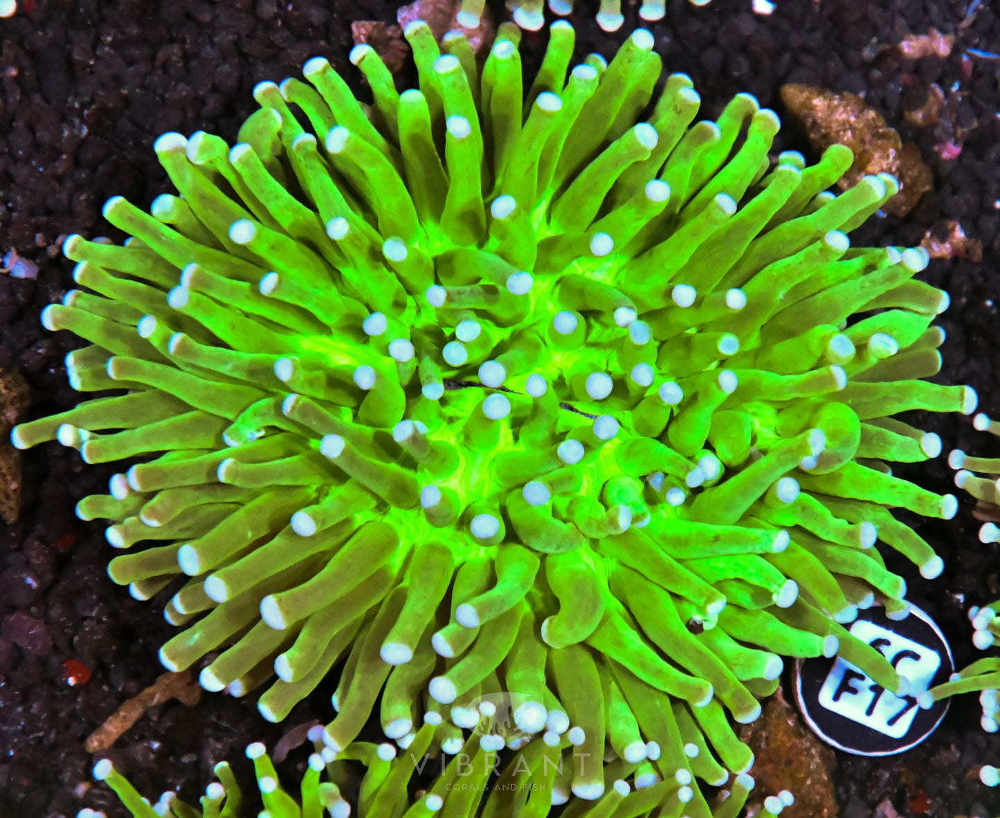 Heliofungia AUS