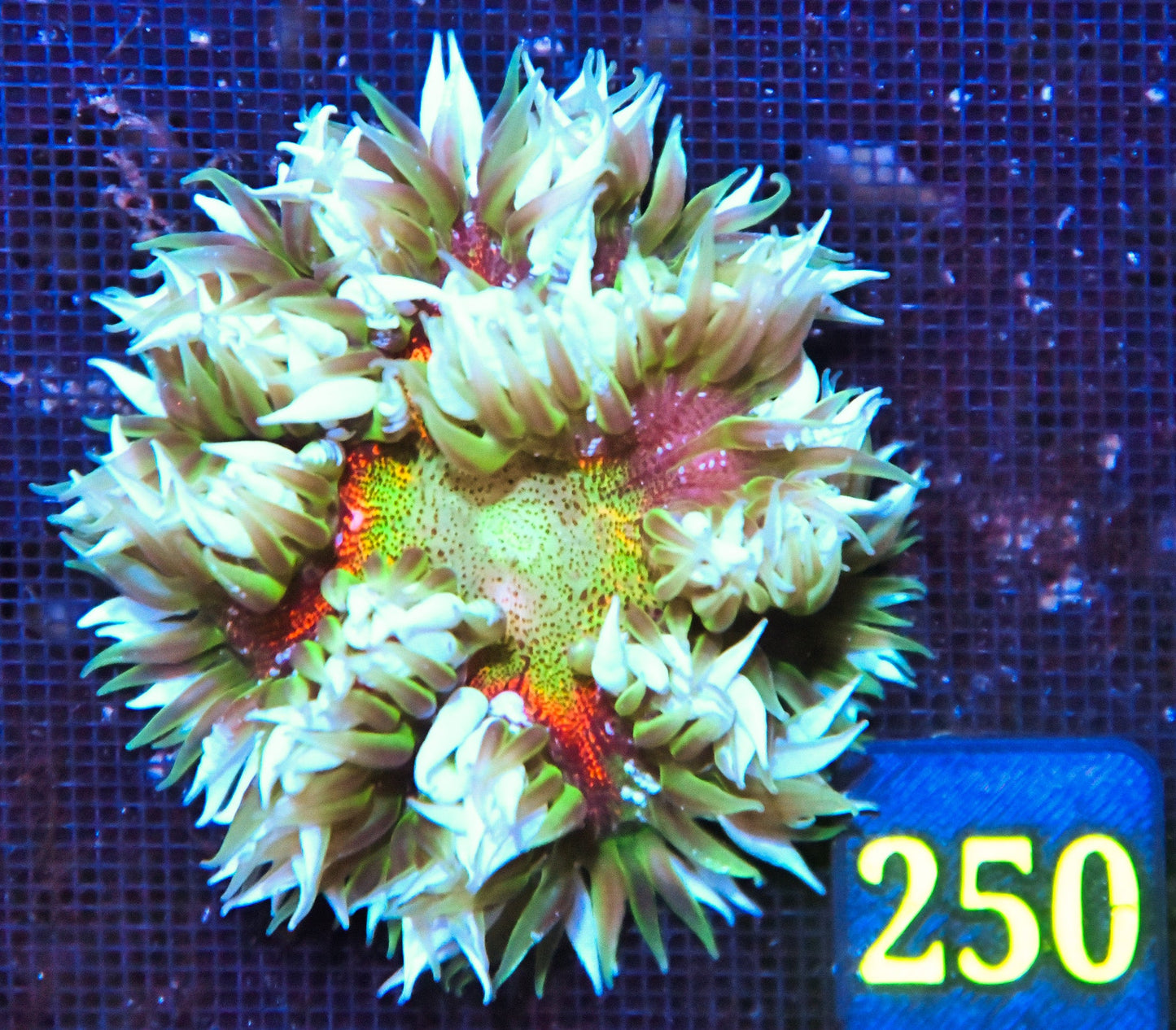 Rock Flower Anemone