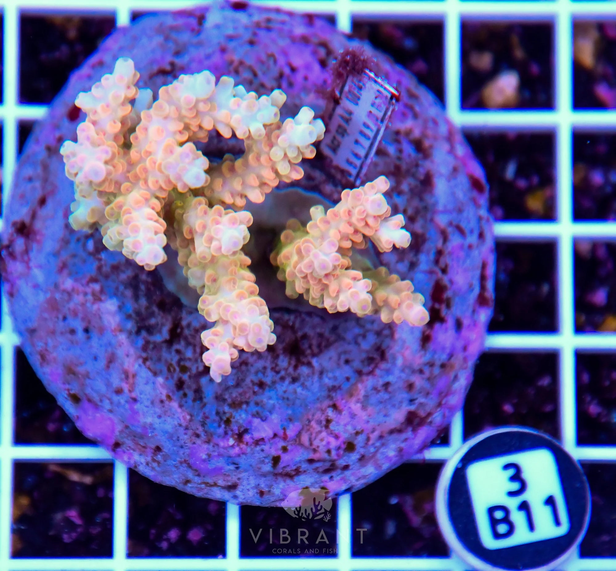 Acro INDO