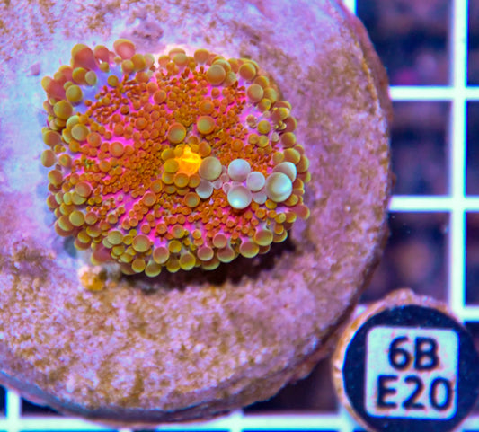 Mushroom INDO