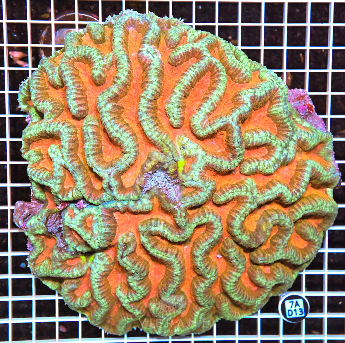 Symphyllia INDO