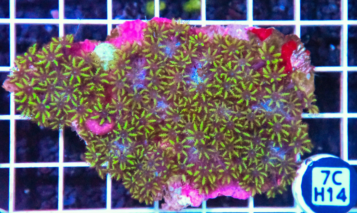 Blue Sympodium