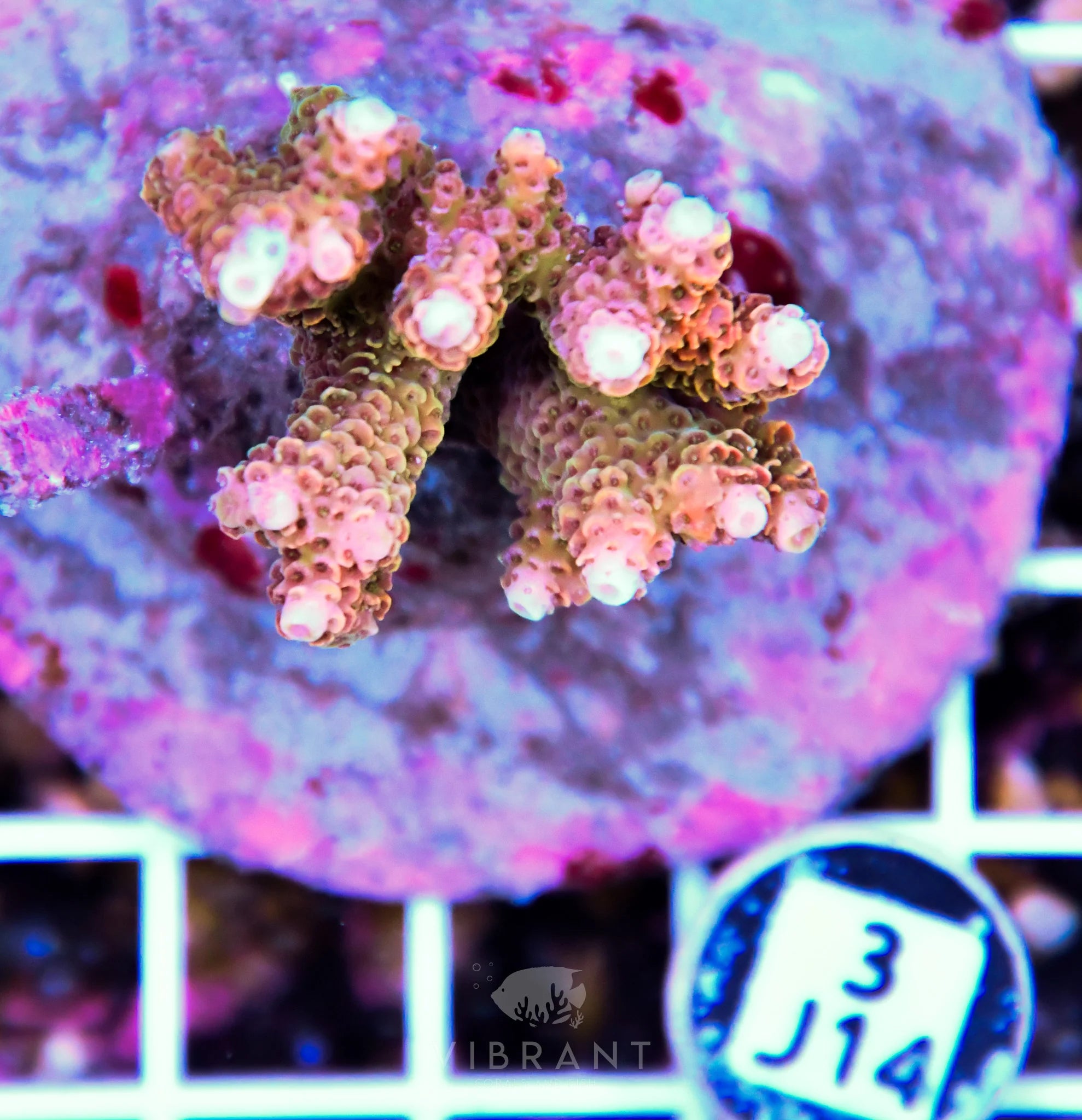 Acro INDO