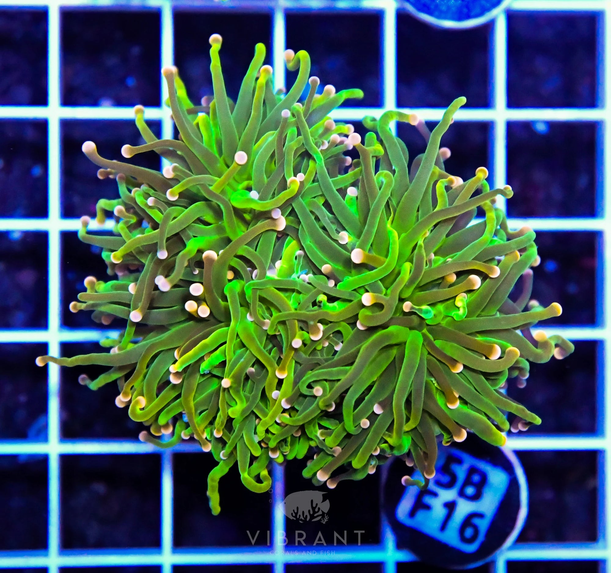 Frag Torch INDO W FAT HEAD