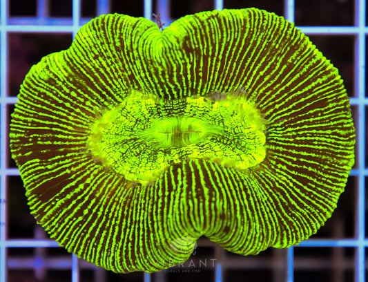 Trachy NEON LARGE AUS SAMPLE