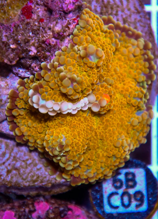 Mushroom INDO