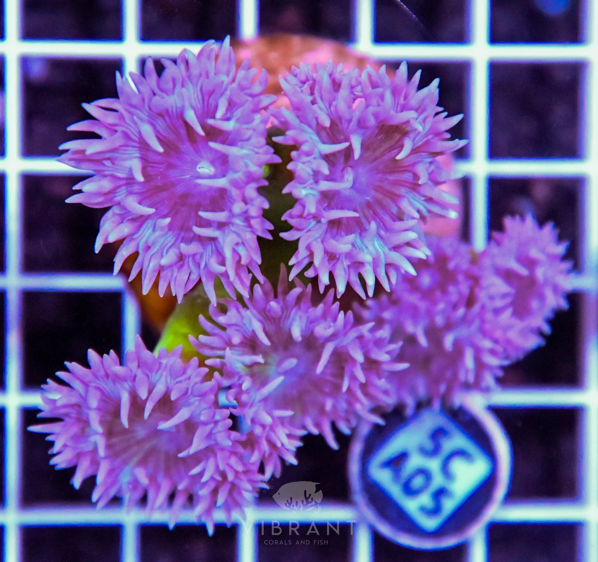 Duncun Polyp Colony AUS