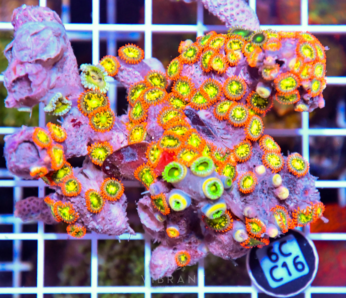 Zoa AUS